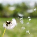 Dandelion in the wind