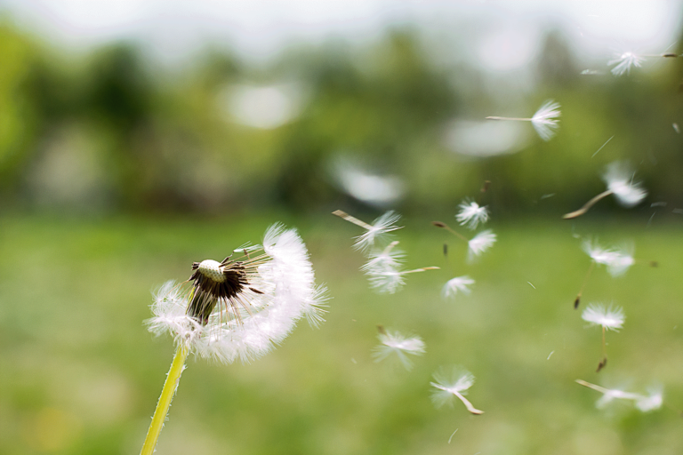 Dandelion in the wind